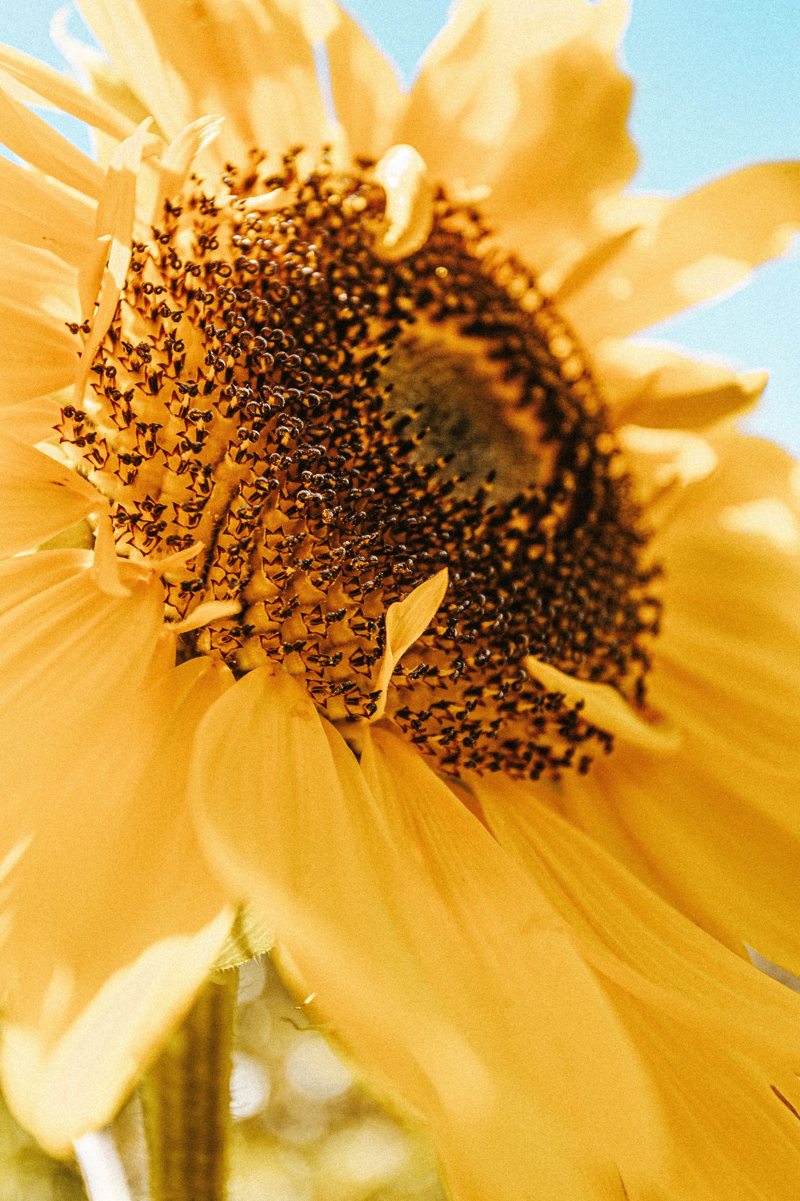 sunflower-looks-up-towards-the-sun - Skin Mind Beauty Hair